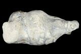 Cretaceous Fossil Sponge (Jereica) - Germany #174250-1